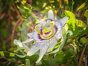 Passion flower in the summer sun
