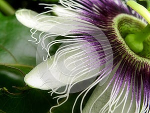 Passion flower tendrils and petals