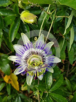 Passion flower very pretty purple yellow and white