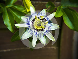 Passion Flower This flower is very symbolic of the Death of Jesus Christ. photo