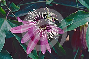 Passion flower Victoria in bloom