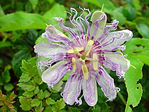 Passion Flower Vine