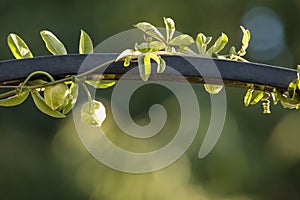 Passion Flower Vine Twining Around Metal Pole