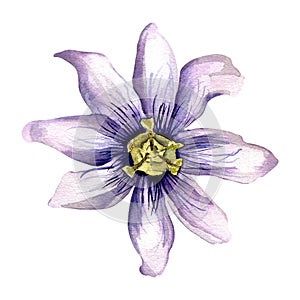 Passion flower watercolor illustration isolated on white background.