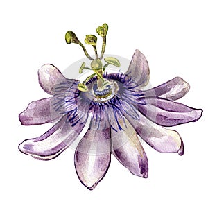 Passion flower watercolor illustration isolated on white background.