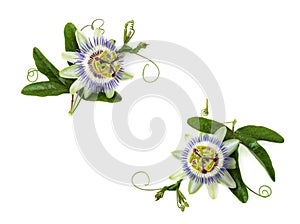 Passion flower on white.
