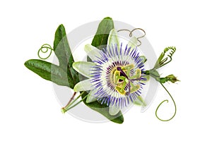 Passion flower on white.