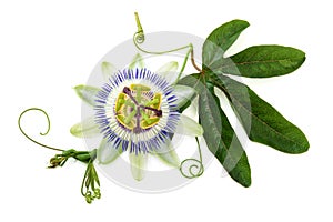 Passion flower on white.