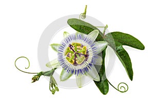 Passion flower on white. photo