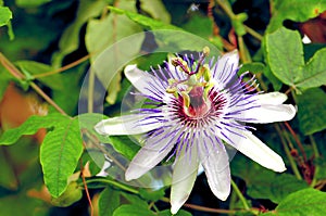 Passion flower white & purple