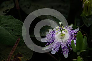Passion flower with white and purple petals surrounded by green leaves