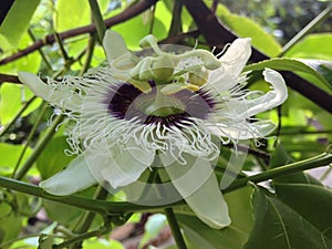 Passion flower/family passifloraceae/passion fruit flower photo