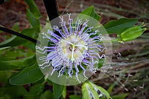 A Passion for Flowers: Maypop Passiflora Passionvine Bloom in Macro Shot photo