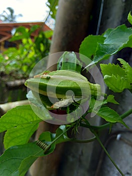 Passion fruit with a natural background
