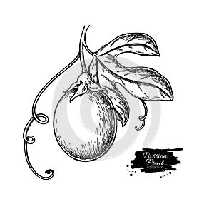 Passion fruit branch vector drawing. Hand drawn tropical food illustration. Engraved summer passionfruit