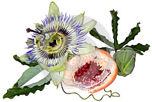 Passion fruit cutout