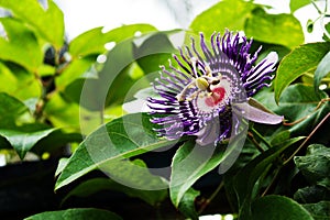 Passion fruit flower