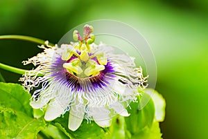 Passion fruit flower