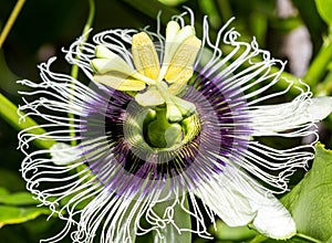 Passion Fruit Flower