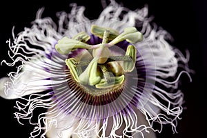 passion fruit flower