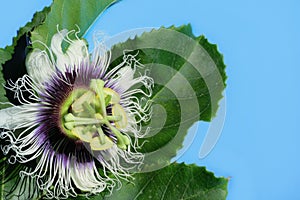 Passion fruit flower