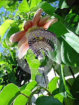 Passion fruit flower