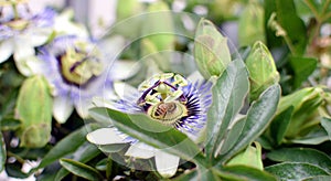 Passion fruit flower