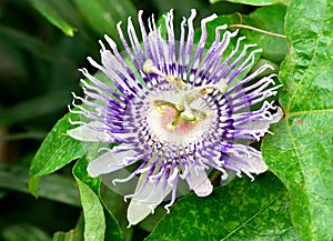 Passion fruit flower