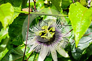 Passion fruit flower