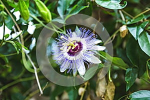 Passion fruit flower on green background