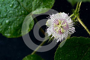 Passion Fruit flower