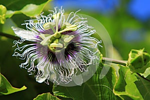 Passion Fruit Flower