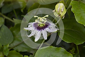 Passion fruit flower bloom on tree in the garden on blur nature background.
