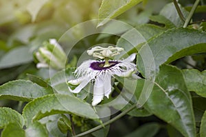 Passion fruit flower bloom on tree with sunlight on nature background.