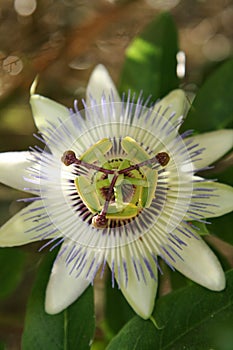 Passion fruit flower photo