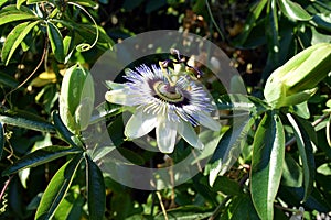 Passion fruit flower photo