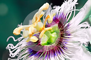 Passion fruit flower. Close-up imagin. photo