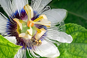 A bee pollinates a passion fruit flower. Imagine a close-up.