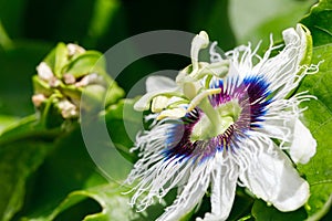 Passion fruit flower. Close-up imagin. photo