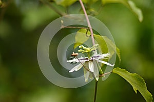 Passion fruit  flower  close up  photography