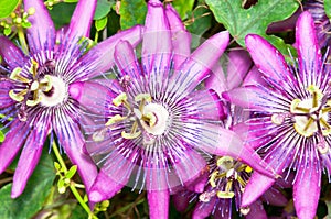 Passion Fruit Flower Closeup