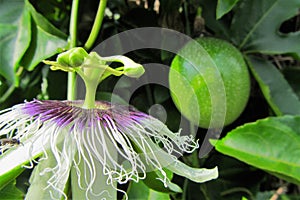 Passion Fruit Flower with Fruit