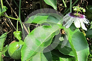 Passion Fruit Flower with Fruit