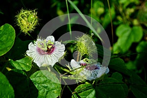 Passion fruit flower in passion fruit garden photo