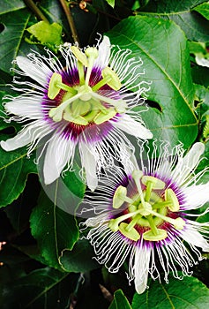 passion fruit flower