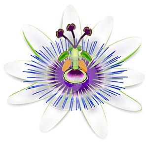 Passion fruit flower isolated on a white background.