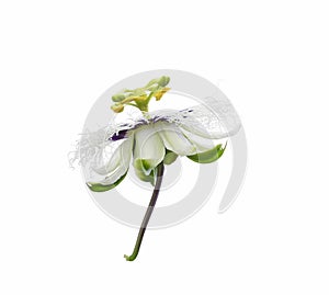 Passion fruit flower isolated on white background