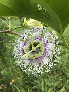 Passion Fruit Flower and Leaves.