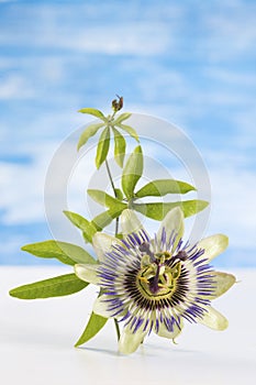 Passion Fruit Flower and Leaves on blue with clipping