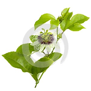 Passion Fruit Flower and Leaves Isolated on white